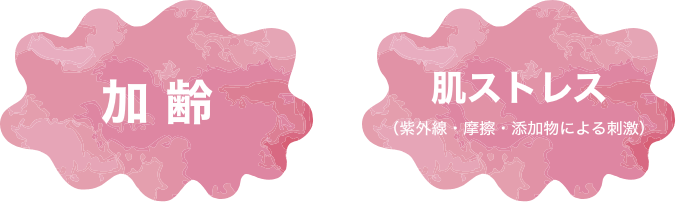 加齢・肌ストレス